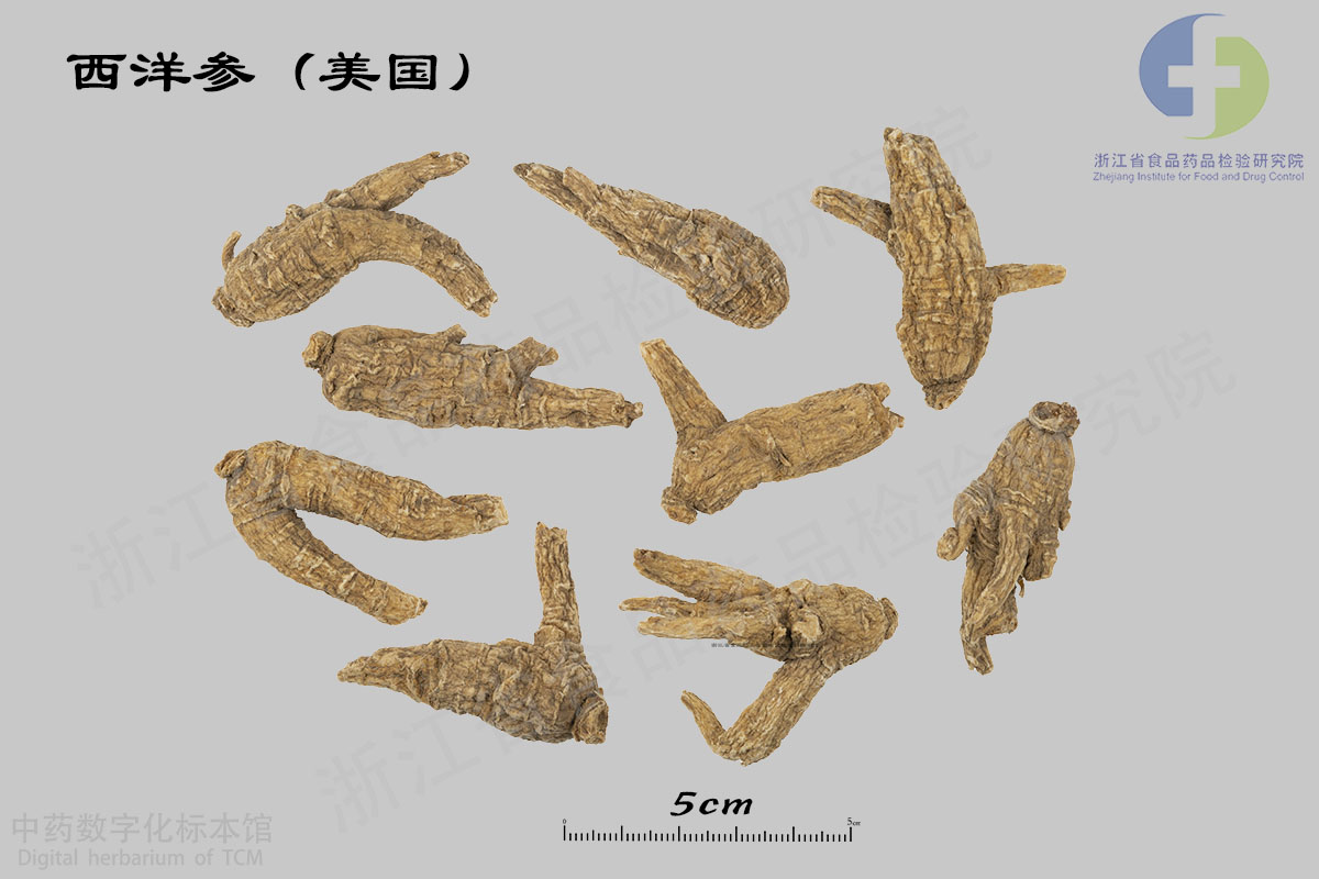 西洋参 美国威斯康星州产 资料图