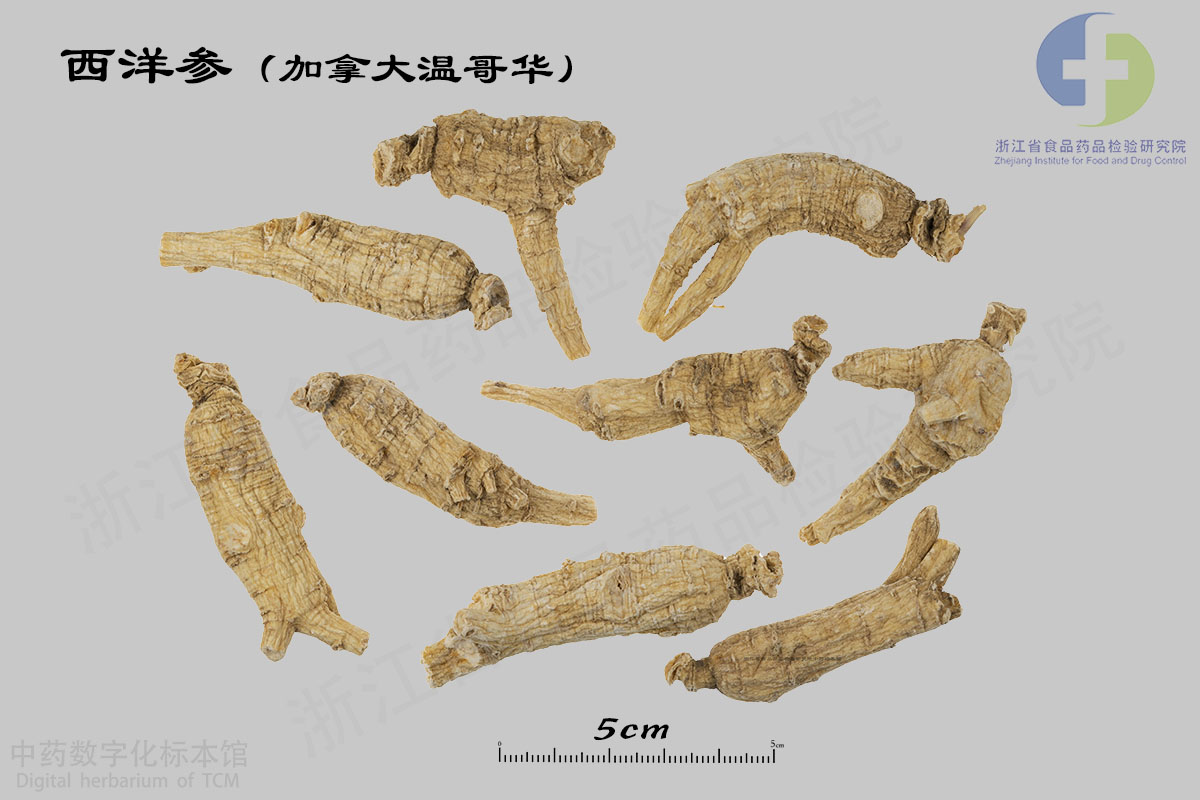 西洋参 加拿大温哥华产 资料图