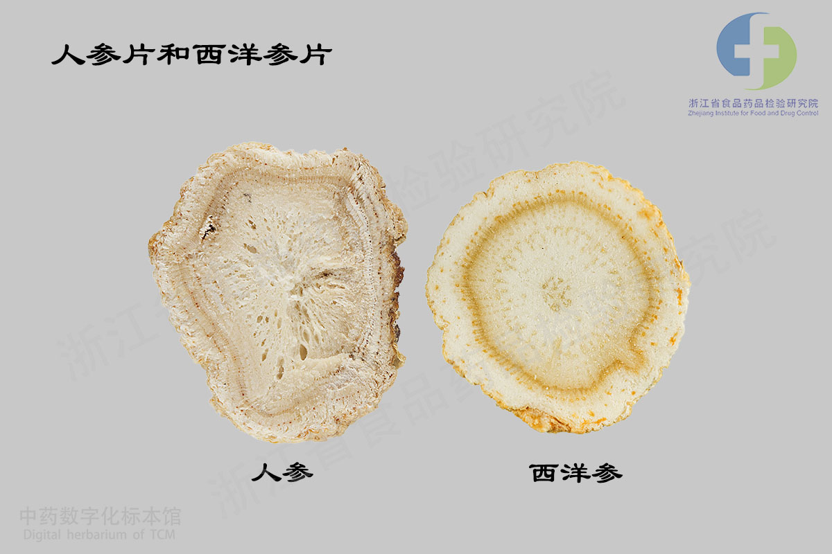 西洋参 人参 资料图