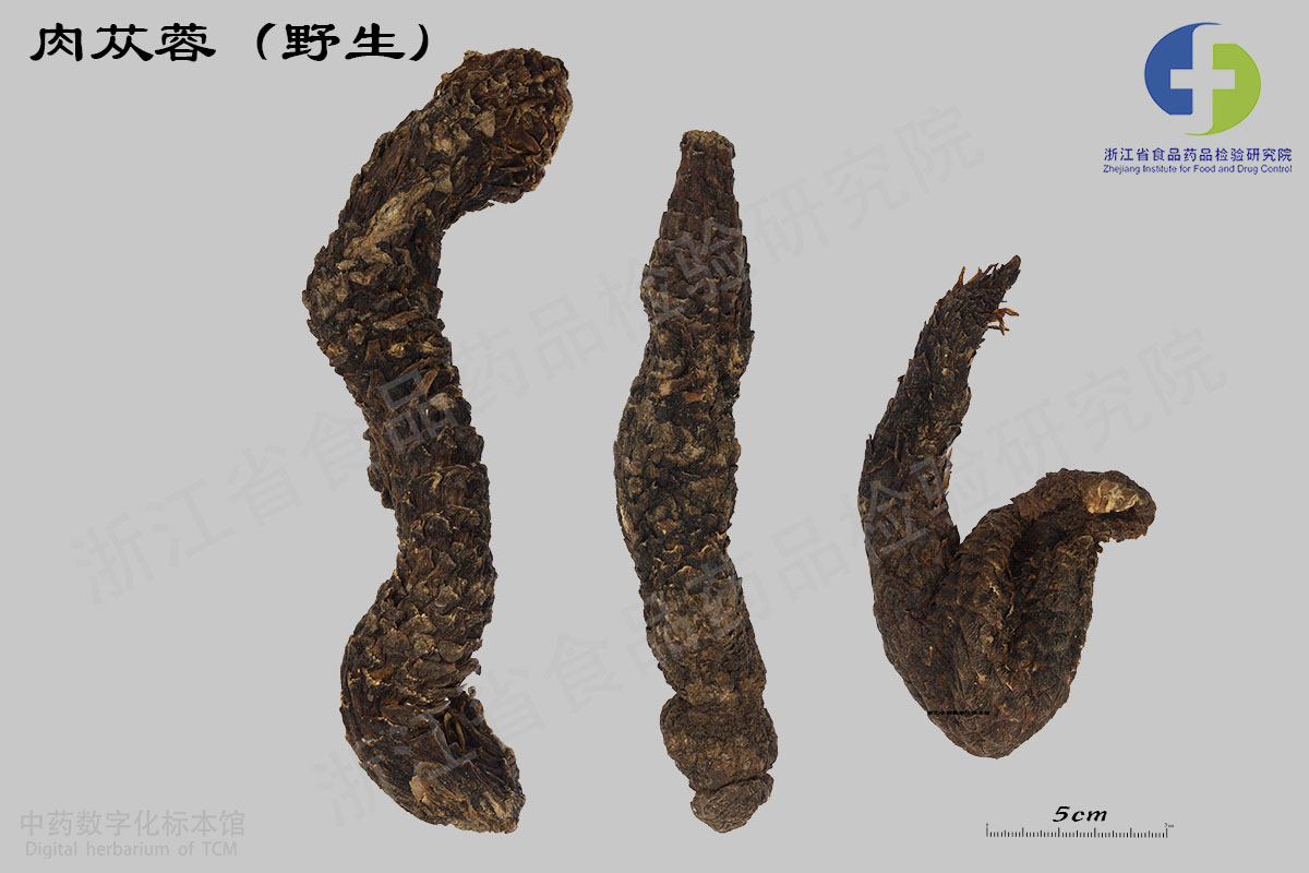肉苁蓉 药材 资料图