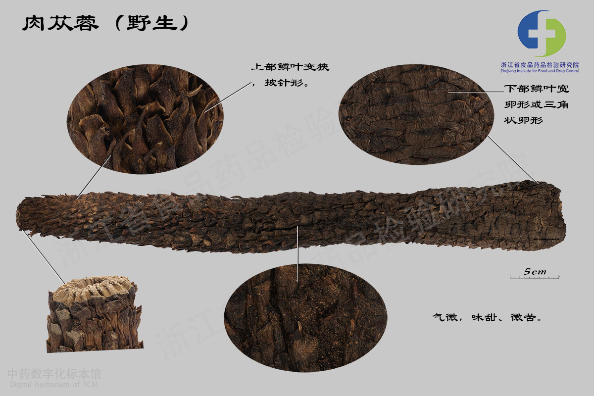 肉苁蓉 药材 资料图