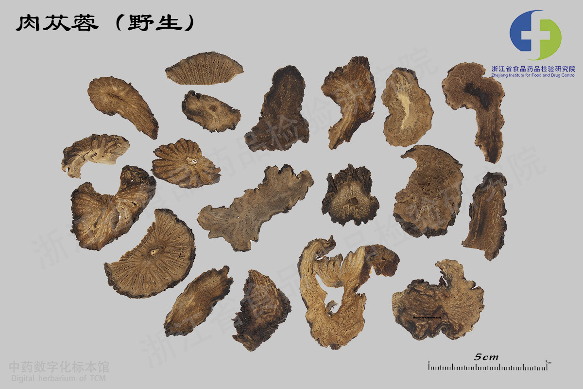 肉苁蓉 饮片 资料图