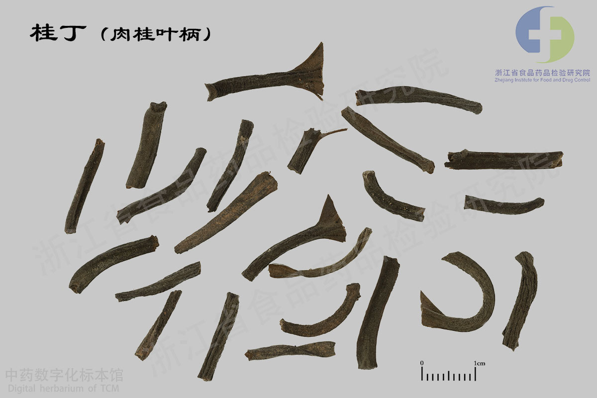 1691114178800019227.jpg 丁香 桂丁(肉桂叶柄) 资料图