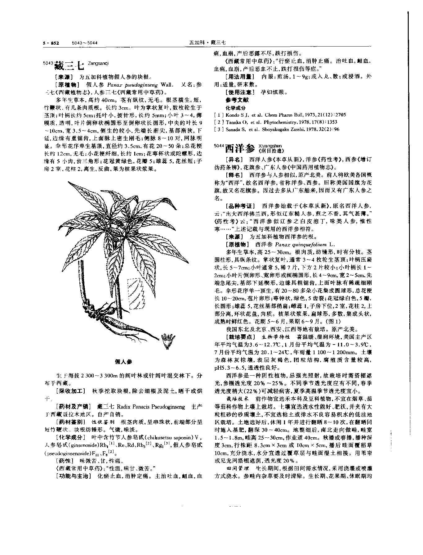西洋参 现代 《中华本草》 资料图