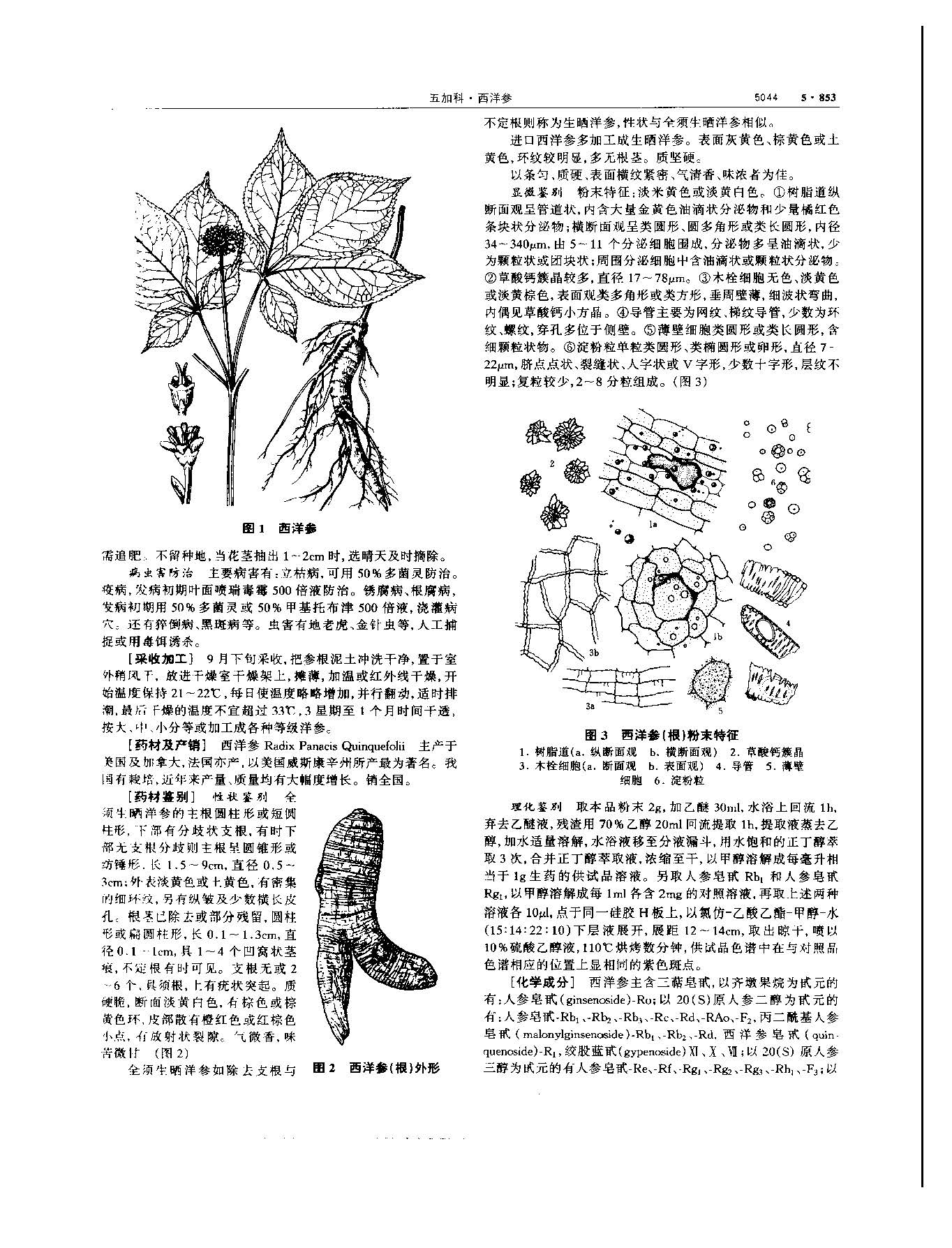 西洋参 现代 《中华本草》 资料图