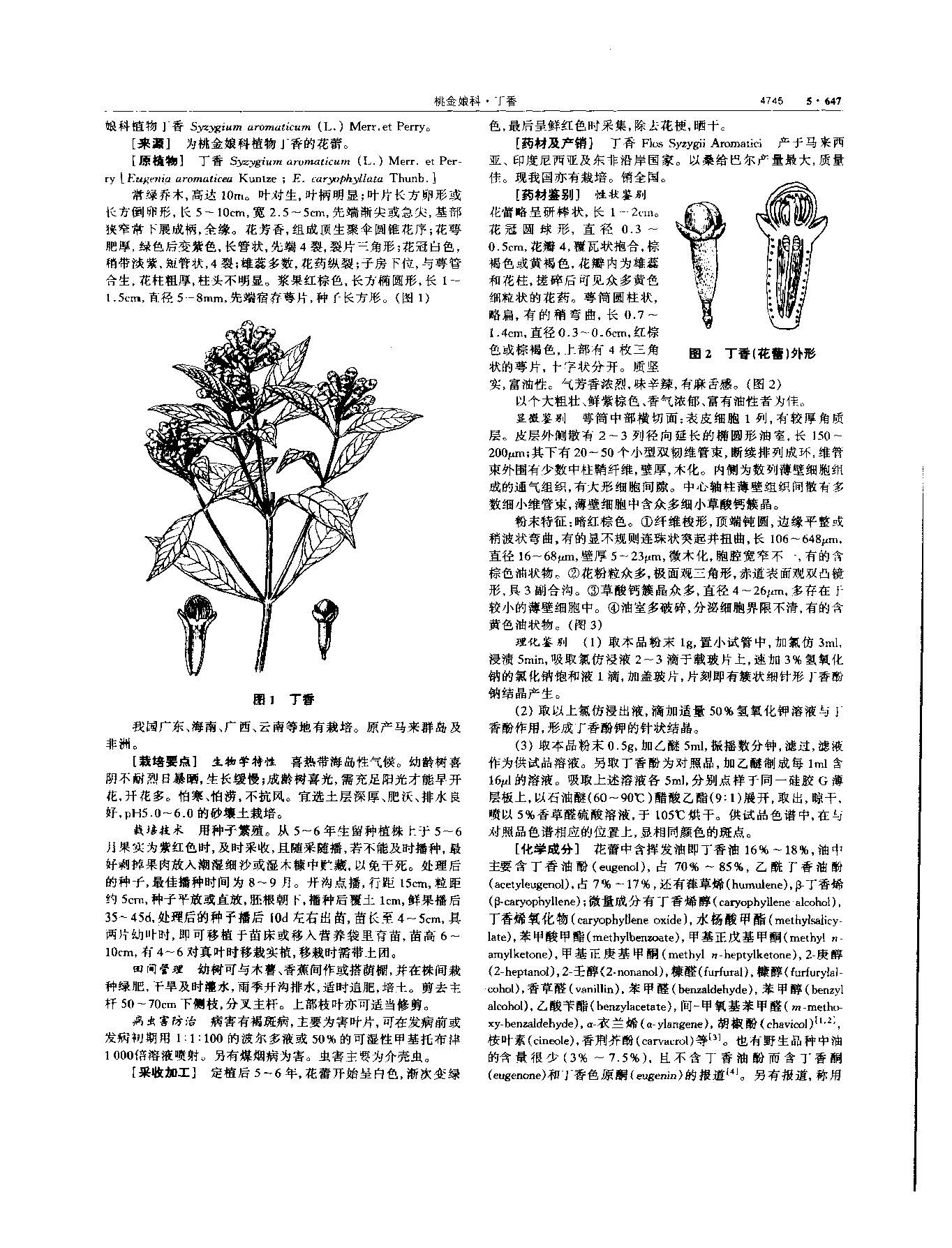 丁香 现代 《中华本草》 资料图