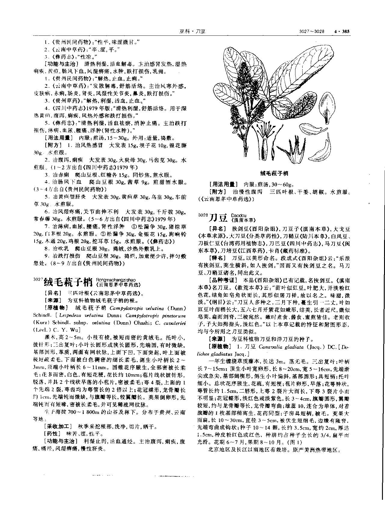 刀豆 现代 《中华本草》 资料图