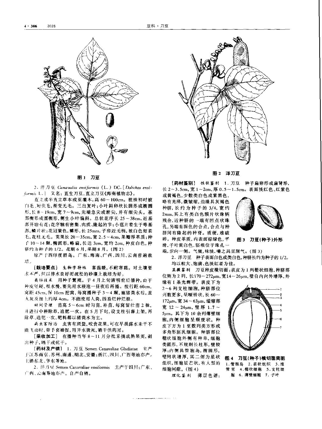 刀豆 现代 《中华本草》 资料图