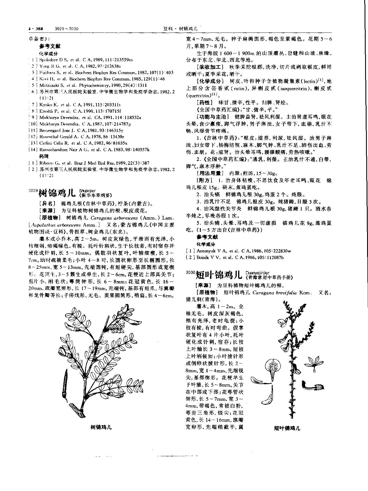 刀豆 现代 《中华本草》 资料图