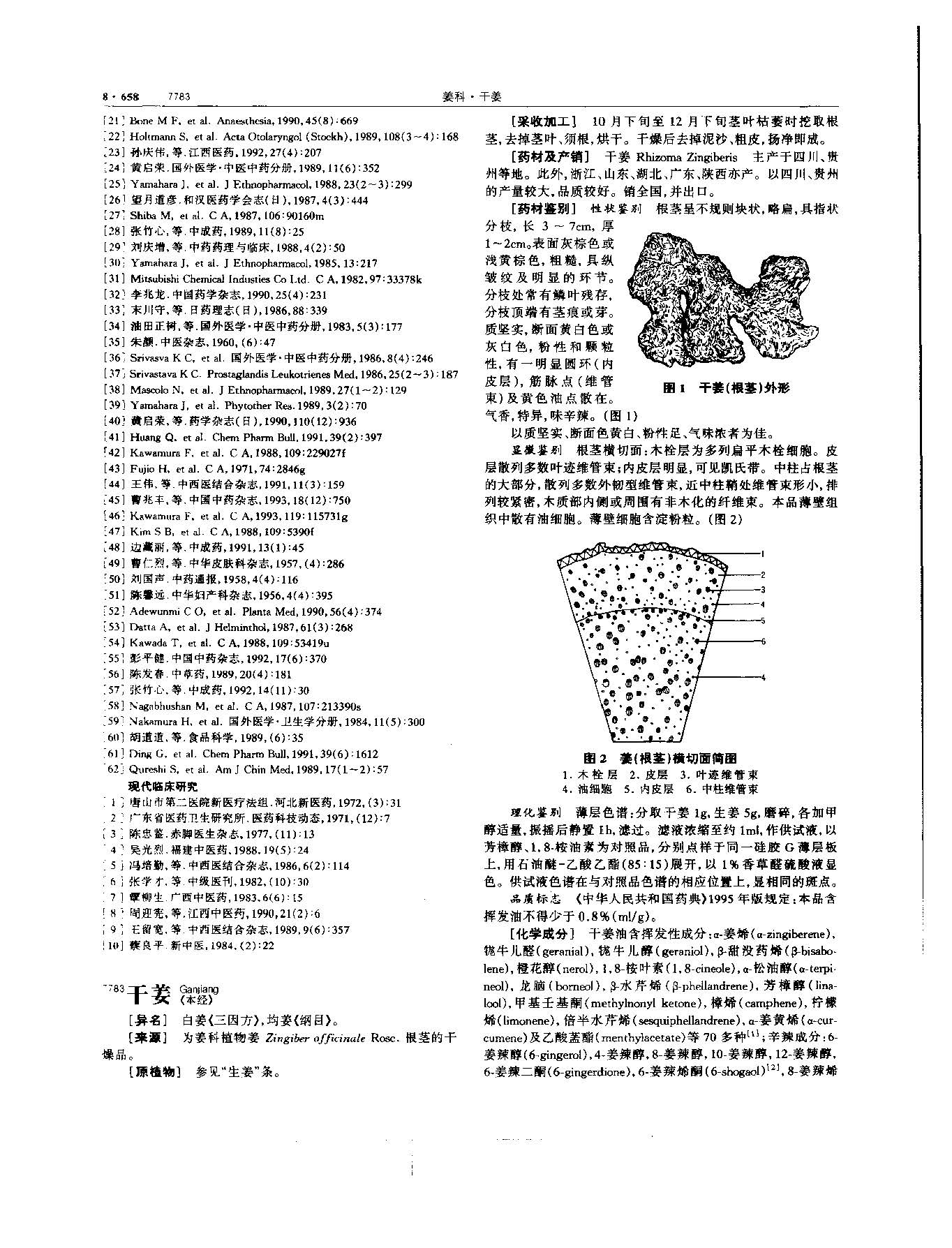 干姜 现代 《中华本草》 资料图