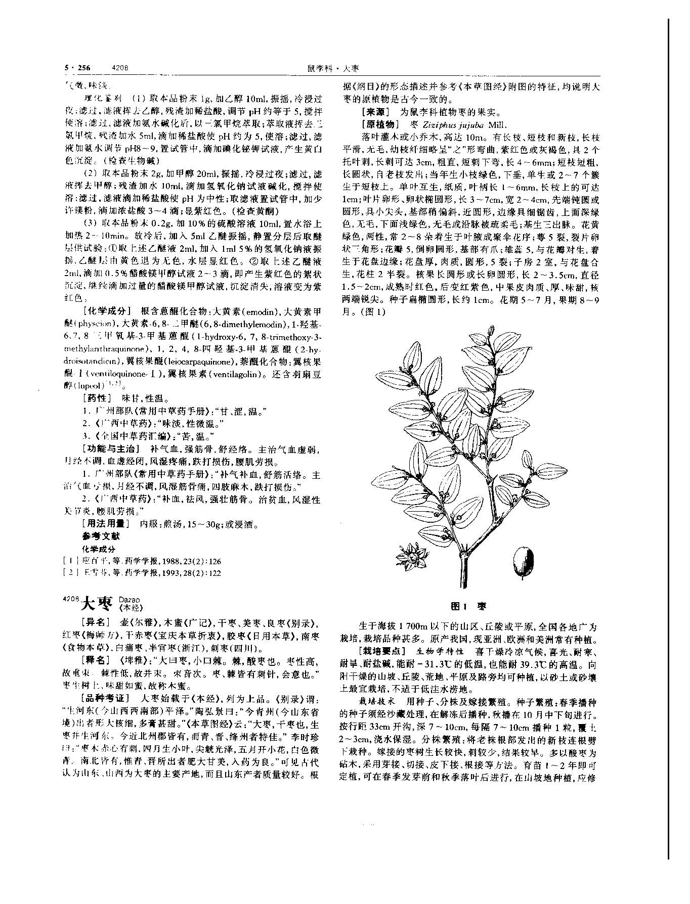 大枣 现代 《中华本草》 资料图