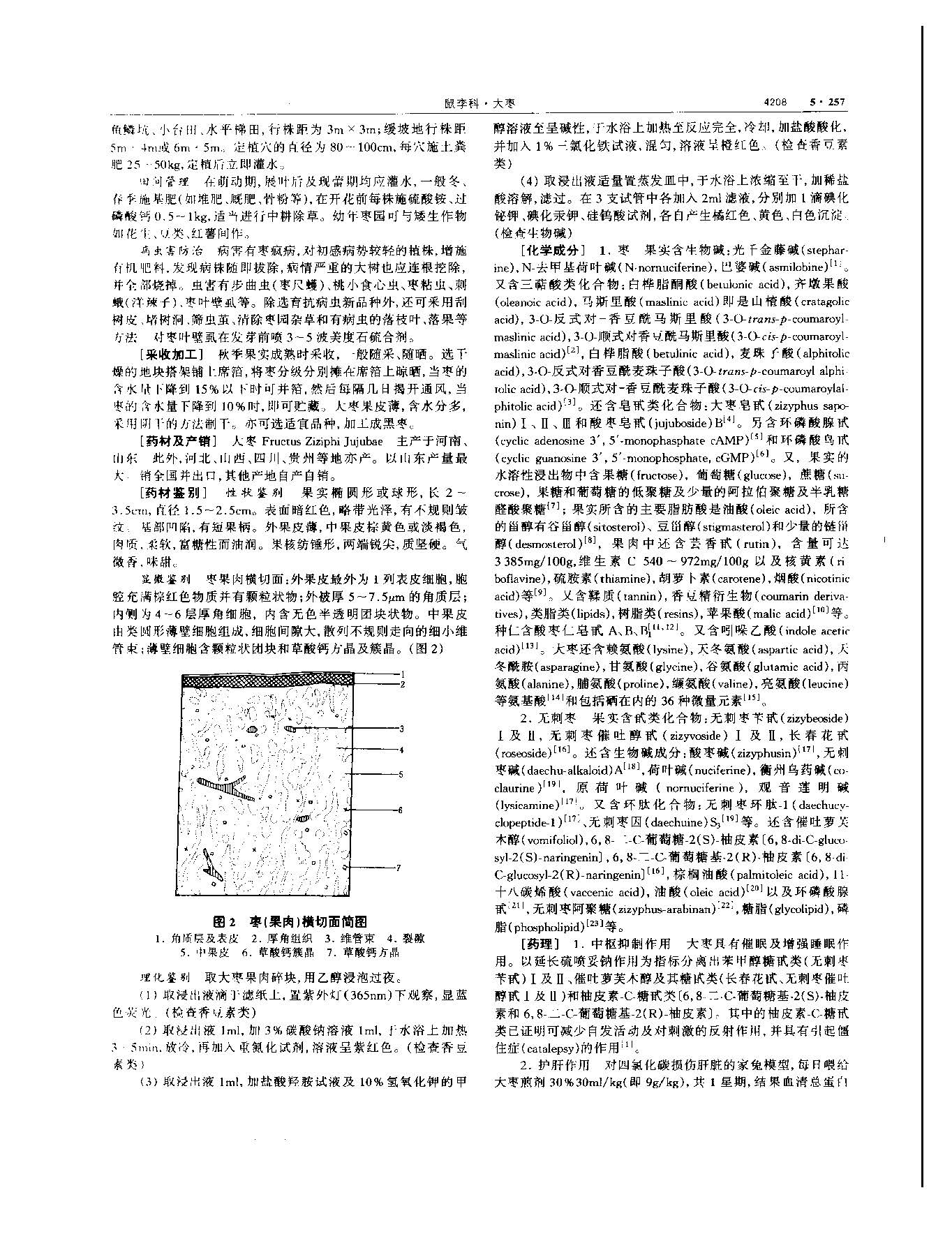 大枣 现代 《中华本草》 资料图