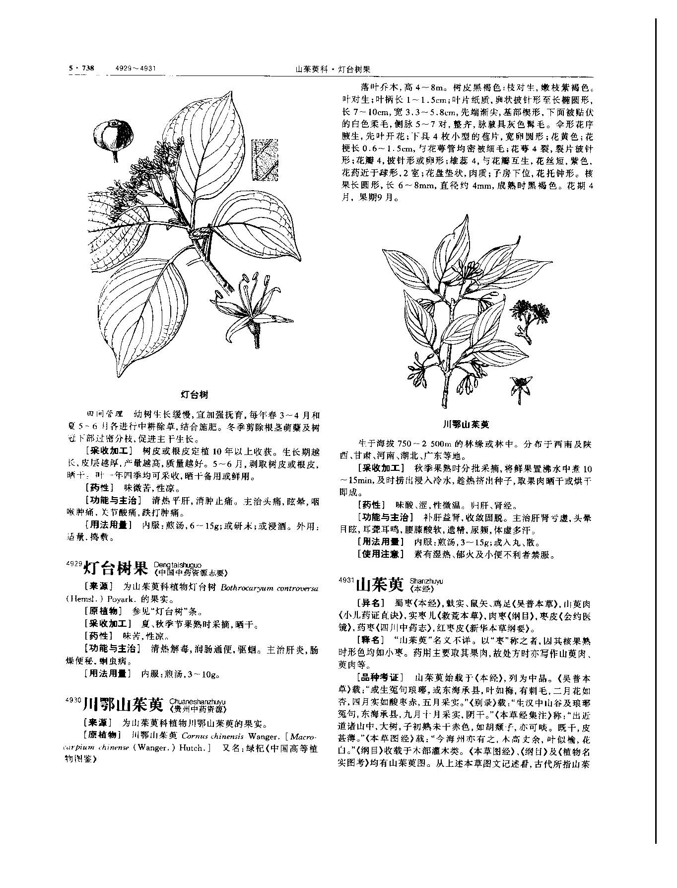 山茱萸 现代 《中华本草》 资料图