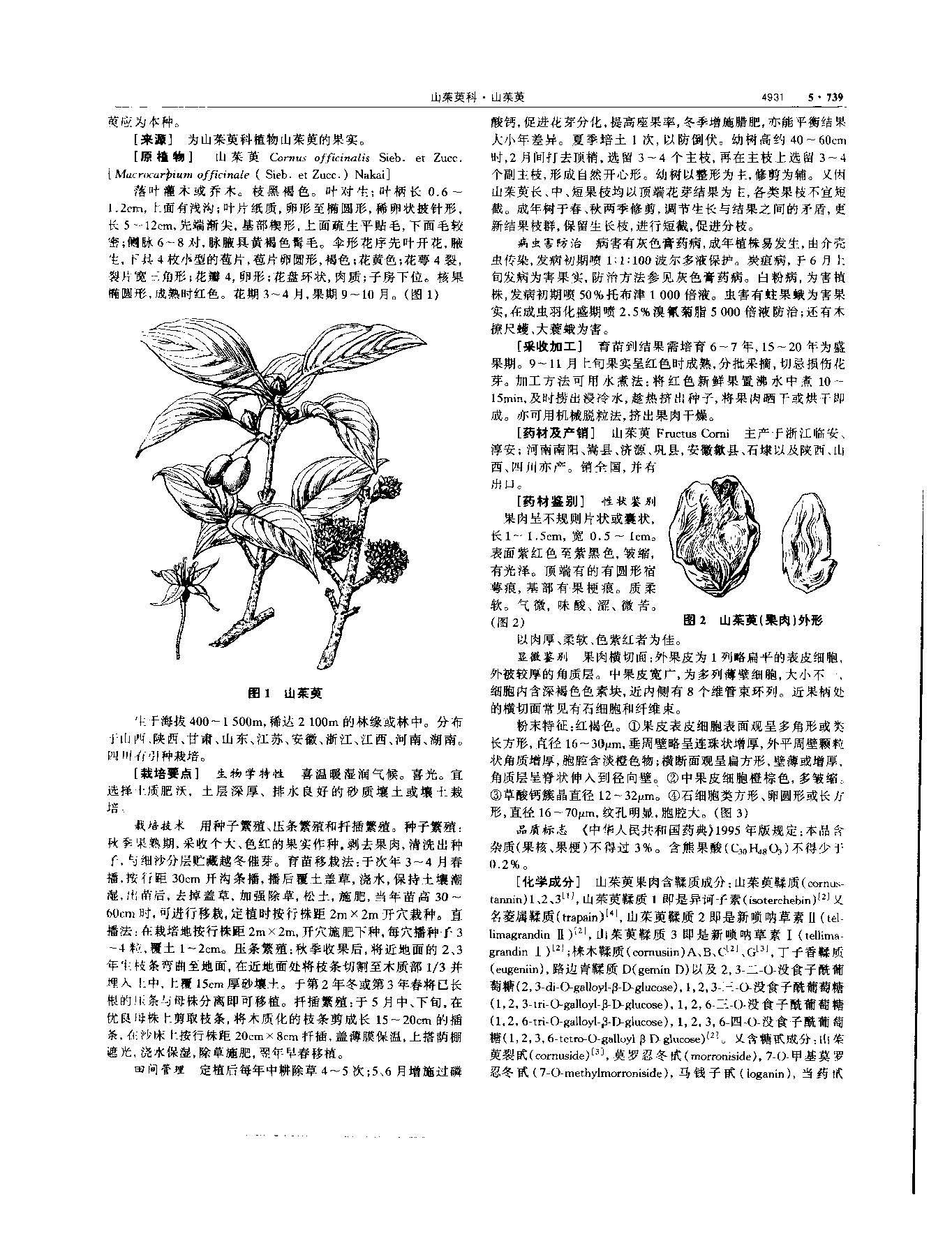 山茱萸 现代 《中华本草》 资料图