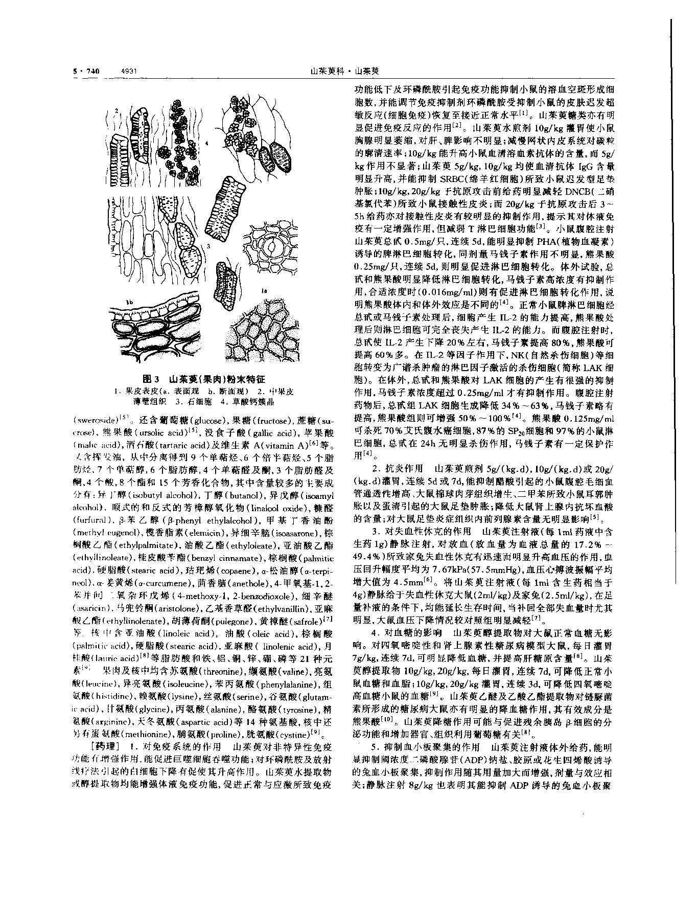 山茱萸 现代 《中华本草》 资料图