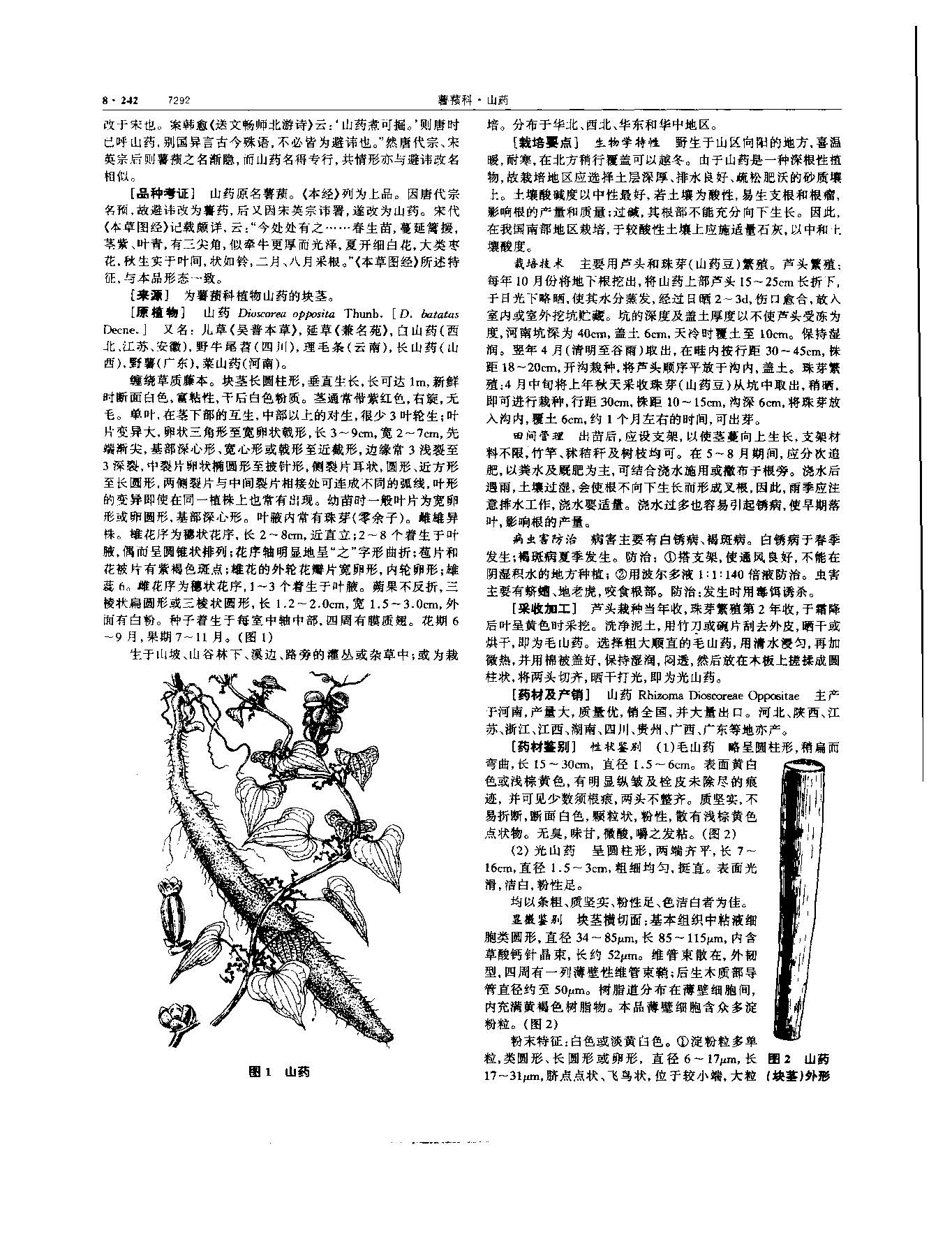 山药 现代 《中华本草》 资料图