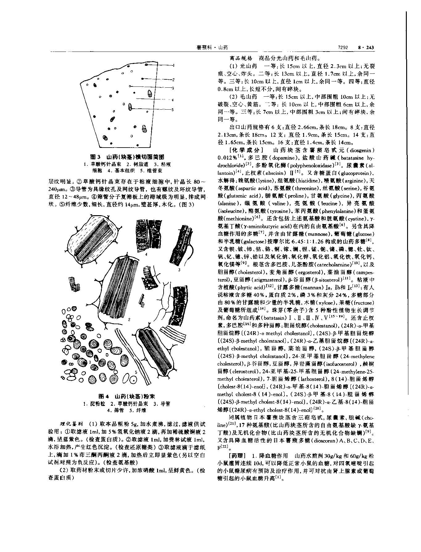 山药 现代 《中华本草》 资料图