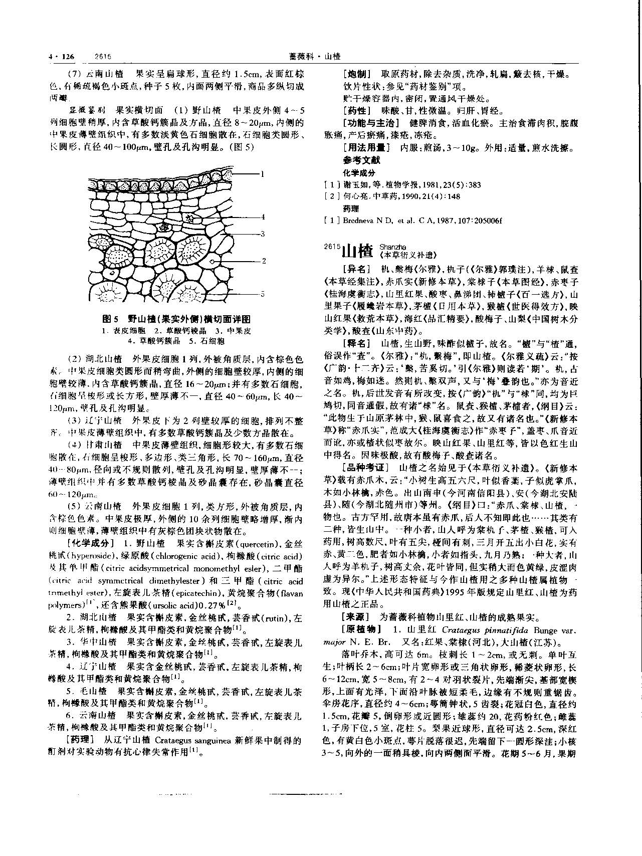 山楂 现代 《中华本草》 资料图