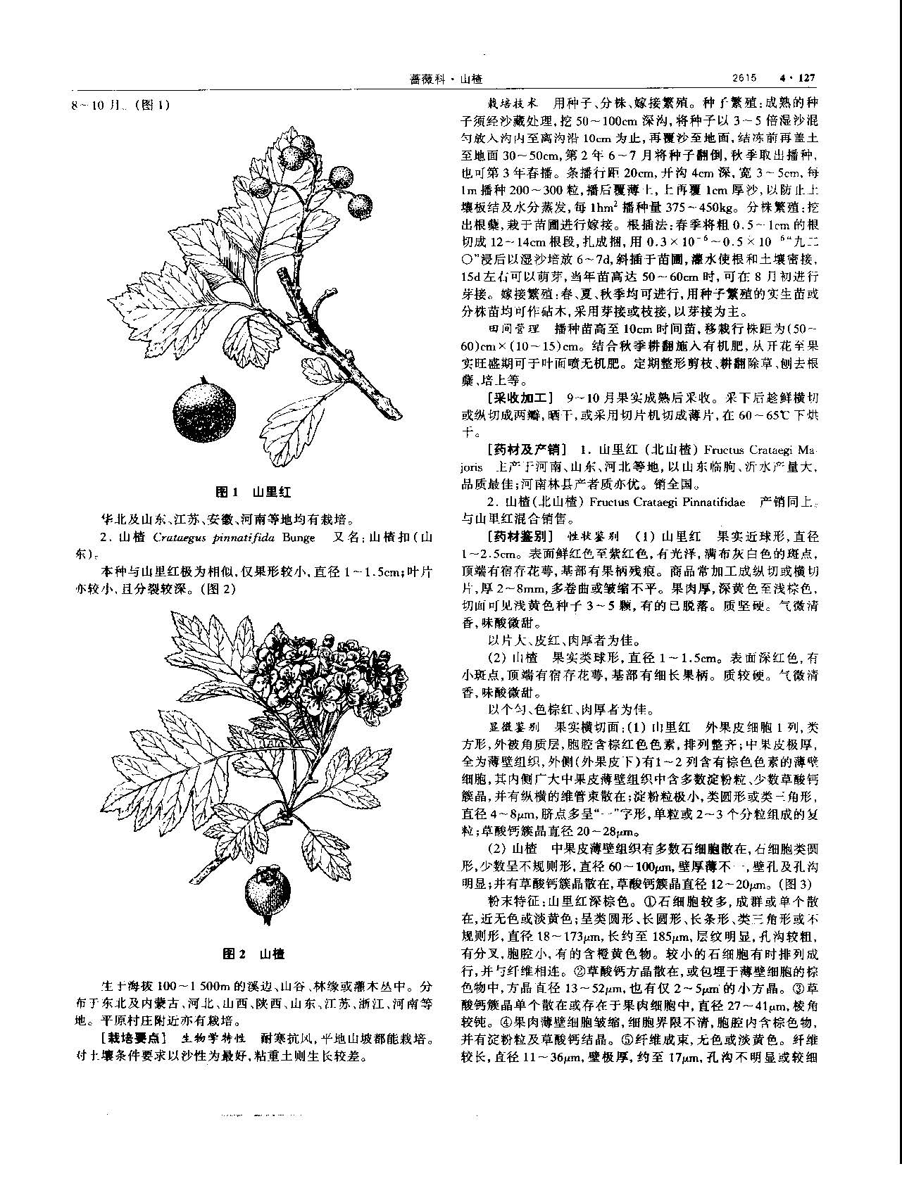 山楂 现代 《中华本草》 资料图