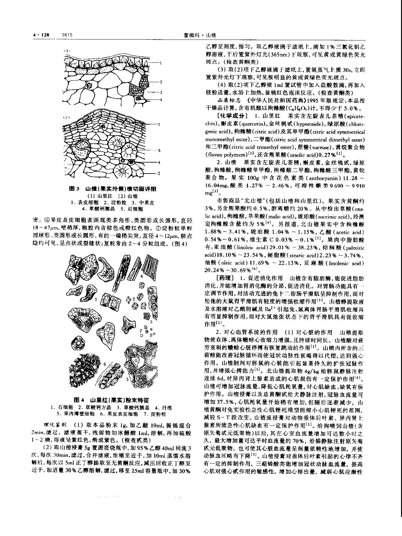 山楂 现代 《中华本草》 资料图