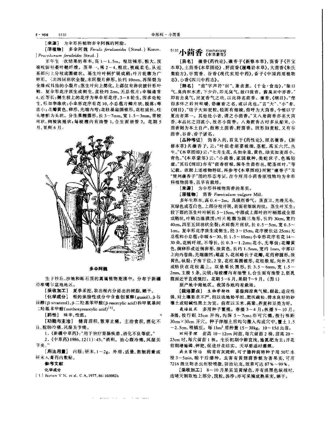 小茴香 现代 《中华本草》 资料图