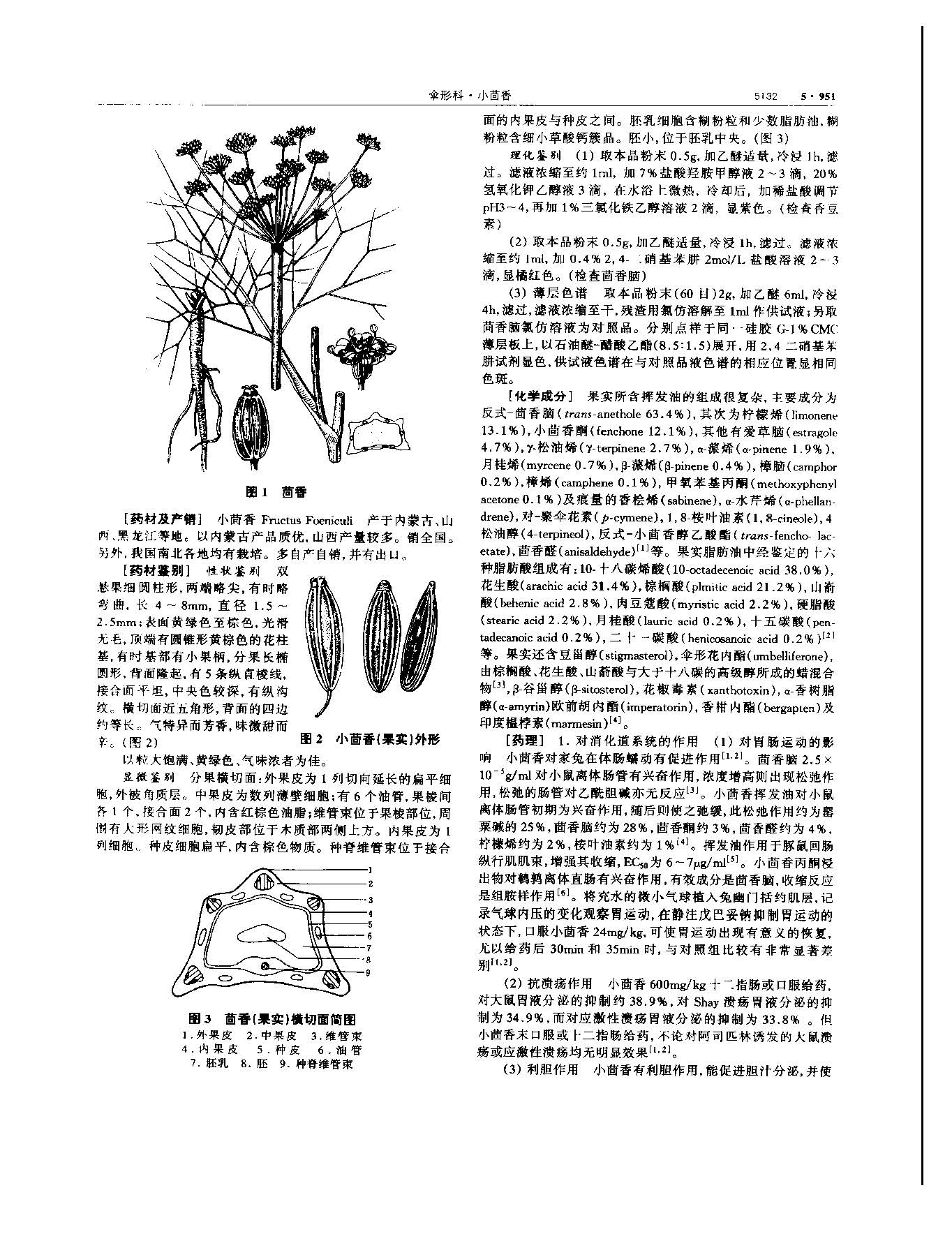 小茴香 现代 《中华本草》 资料图