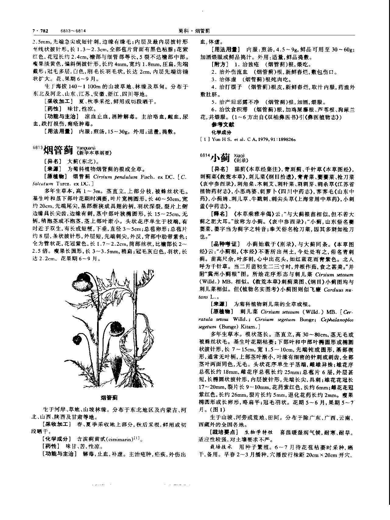 小蓟 现代 《中华本草》 资料图