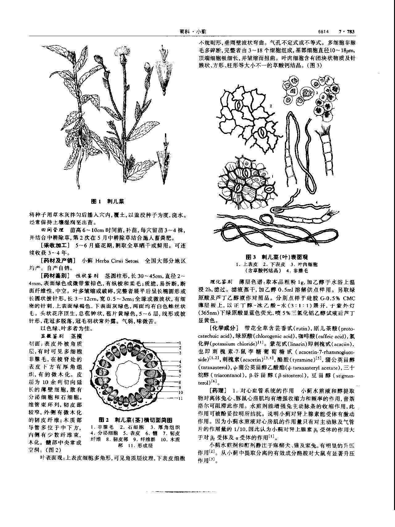 小蓟 现代 《中华本草》 资料图