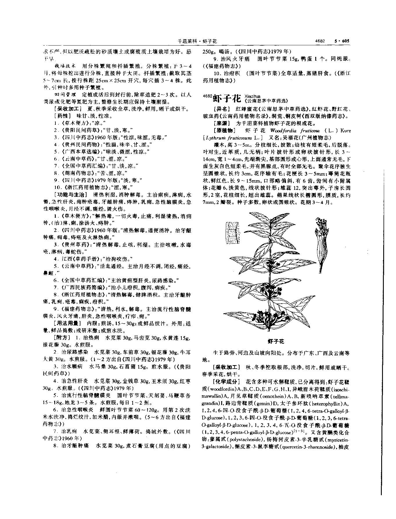 马齿苋 现代 -《中华本草》 资料图