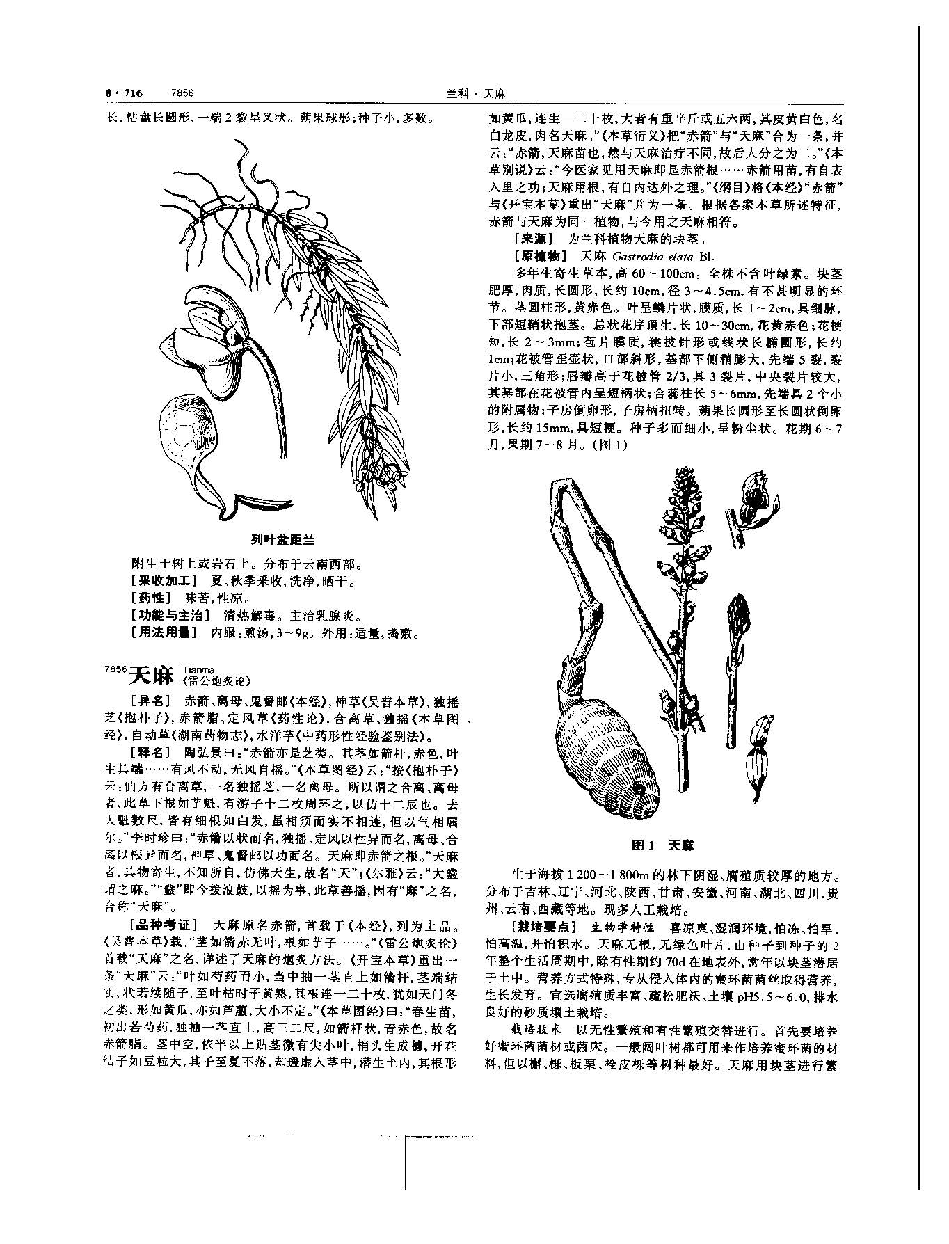 天麻 现代 《中华本草》 资料图