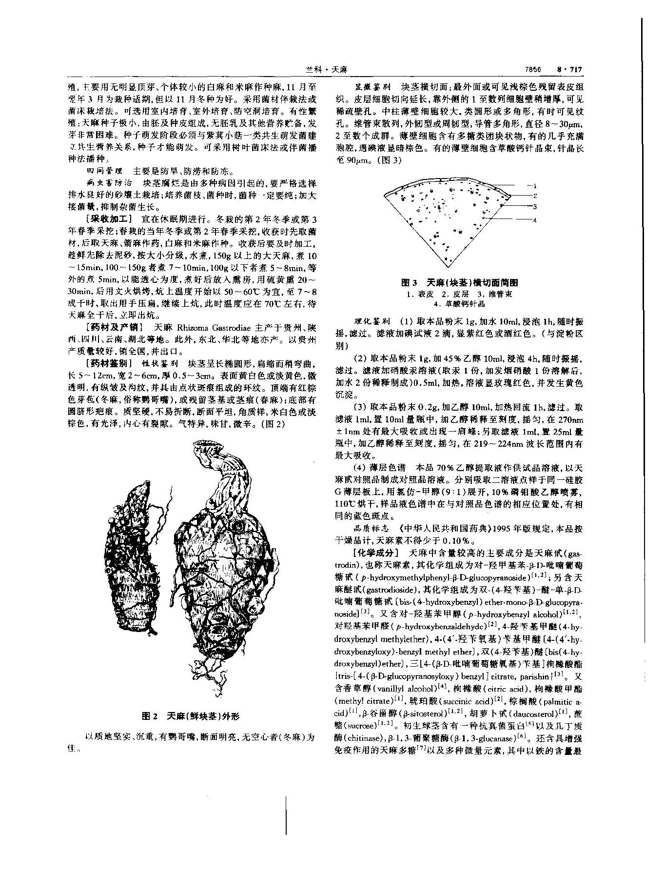 天麻 现代 《中华本草》 资料图