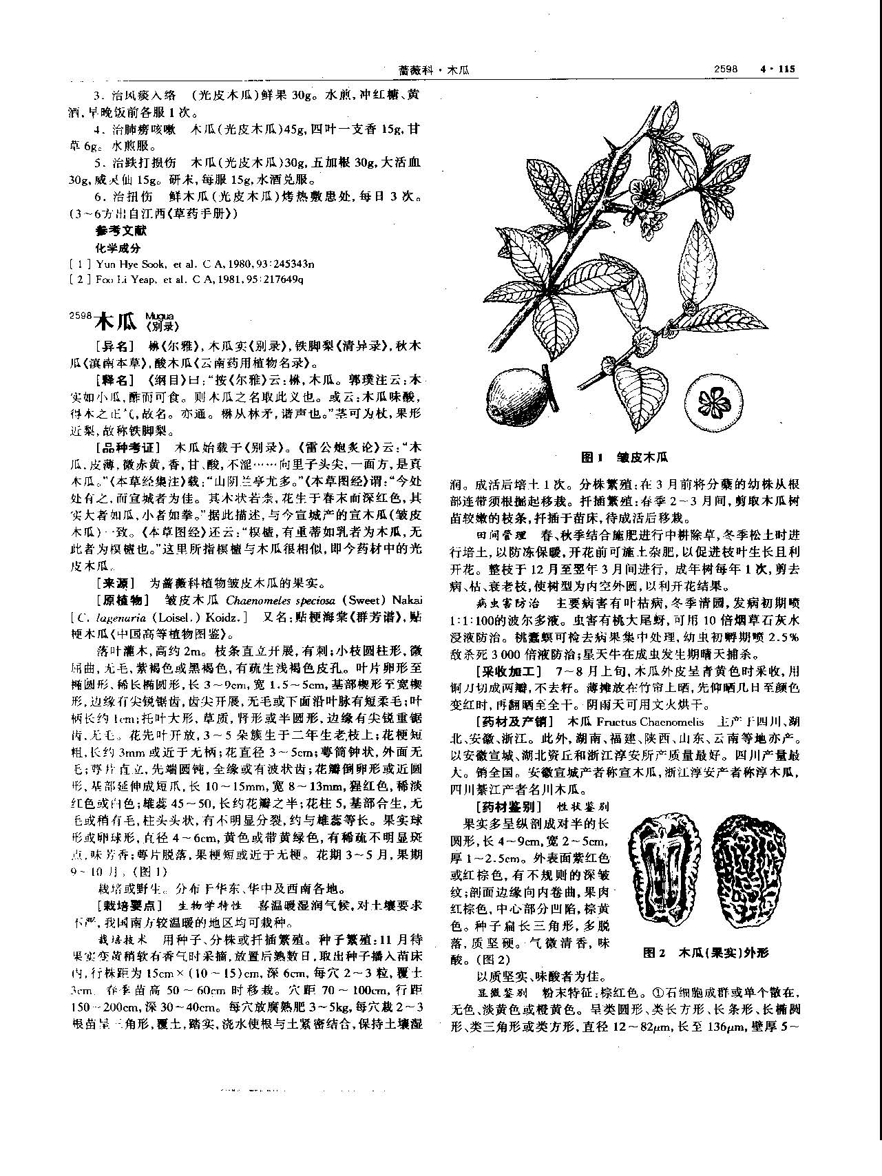 木瓜 现代 《中华本草》 资料图