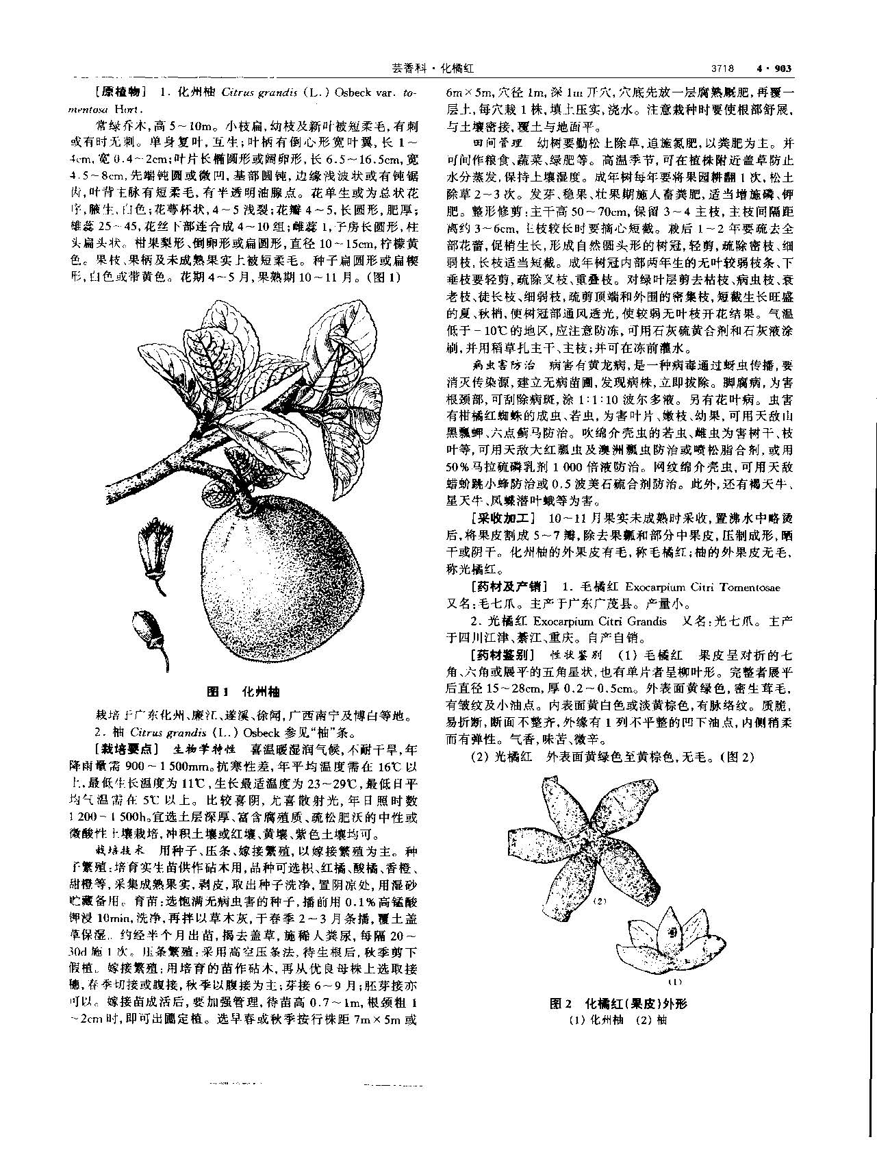 1694592340695001945.jpg 化橘红 现代 《中华本草》 资料图
