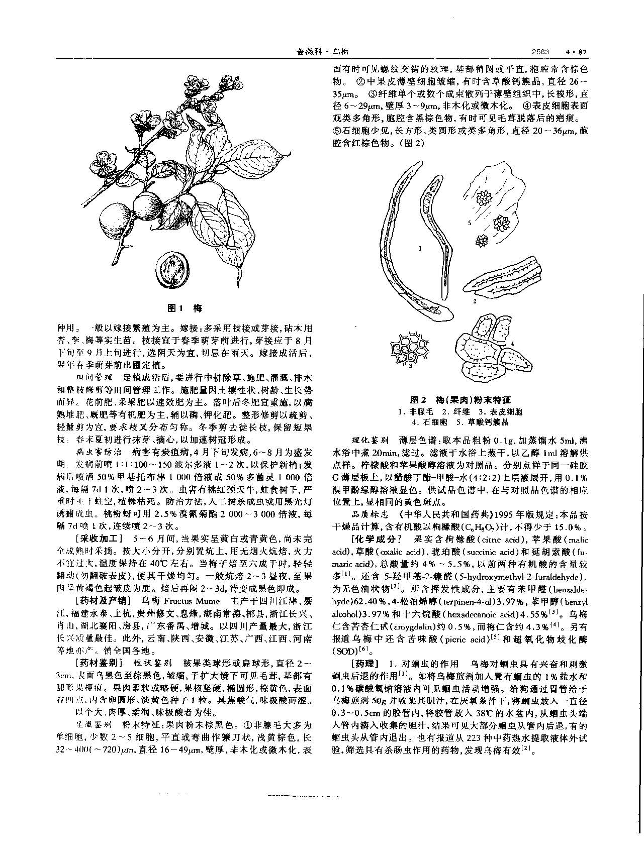 乌梅 现代-《中华本草》 资料图