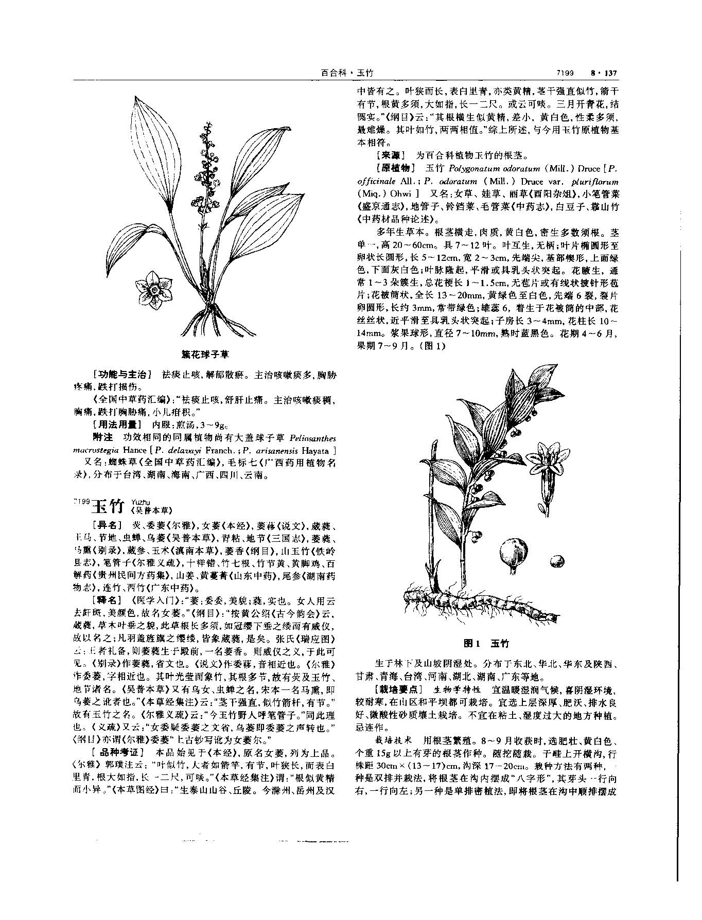 玉竹 现代-《中华本草》 资料图