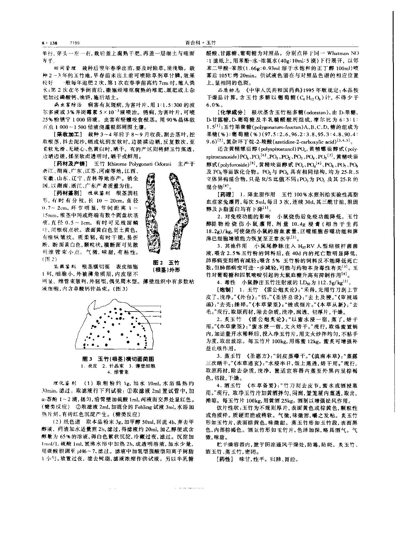 玉竹 现代-《中华本草》 资料图