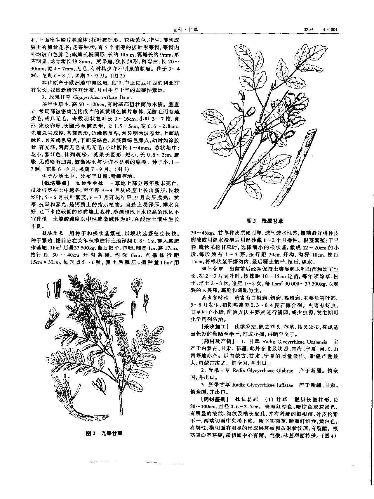 甘草 现代-《中华本草》 资料图