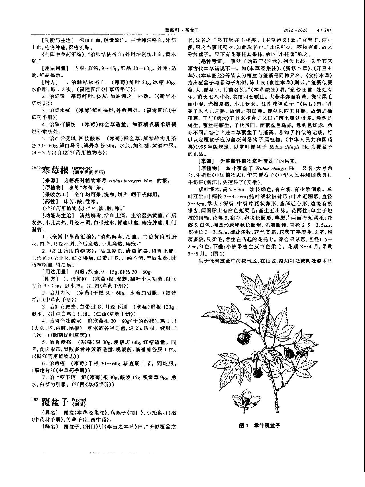 覆盆子 现代-《中华本草》 资料图