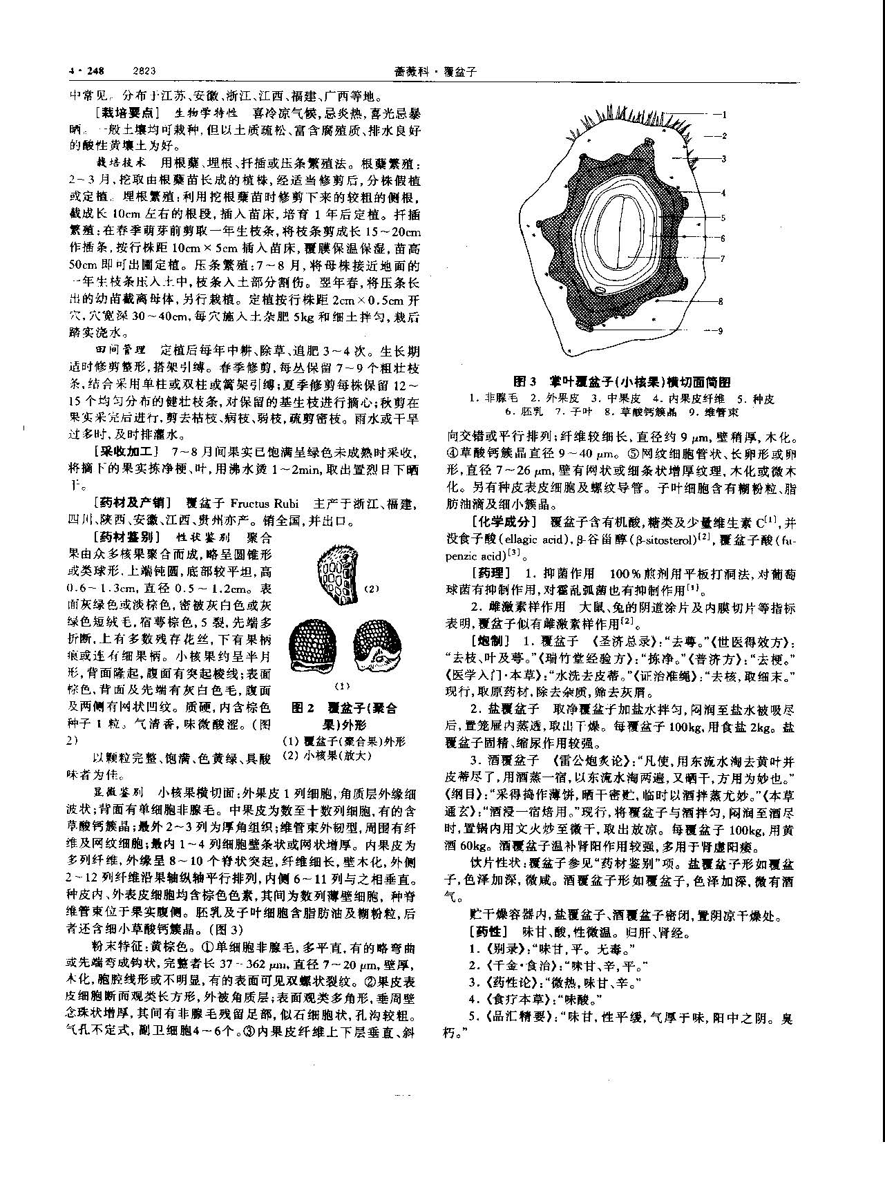 覆盆子 现代-《中华本草》 资料图