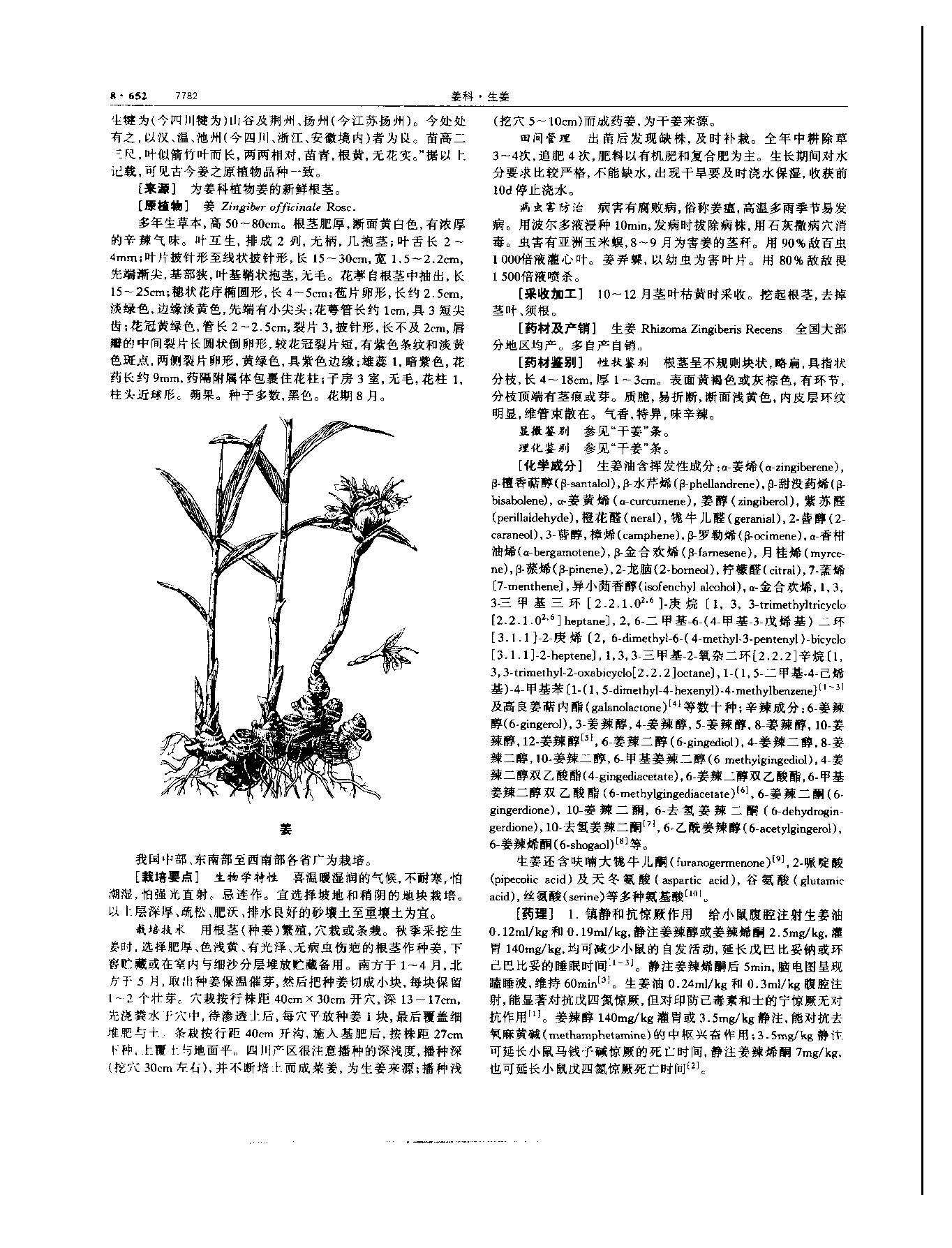 生姜 现代-《中华本草》 资料图