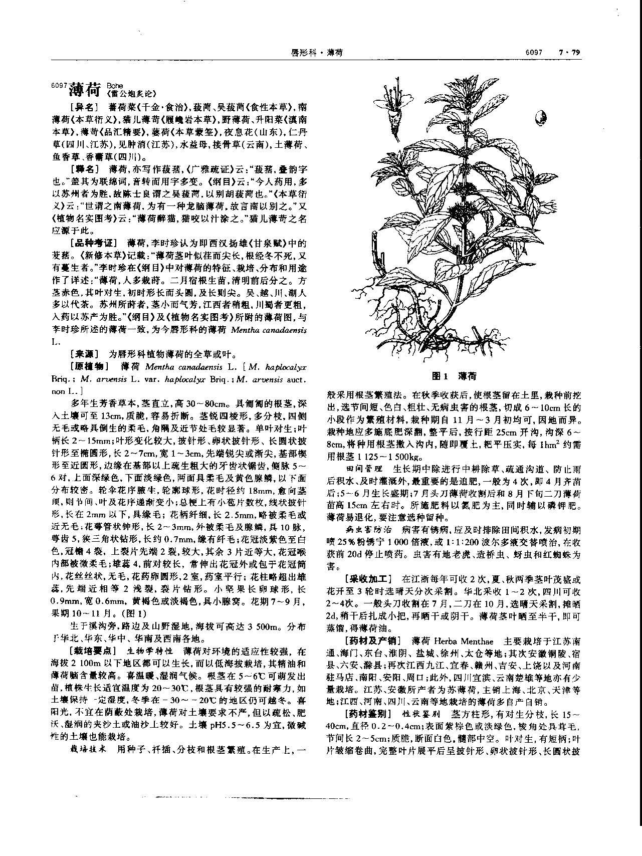 薄荷 现代-《中华本草》 资料图