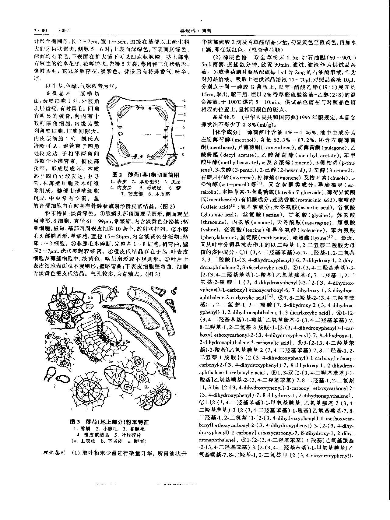 薄荷 现代-《中华本草》 资料图