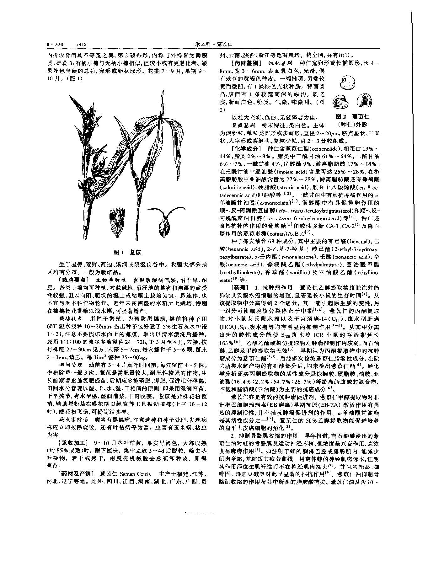 薏苡仁 现代-《中华本草》 资料图