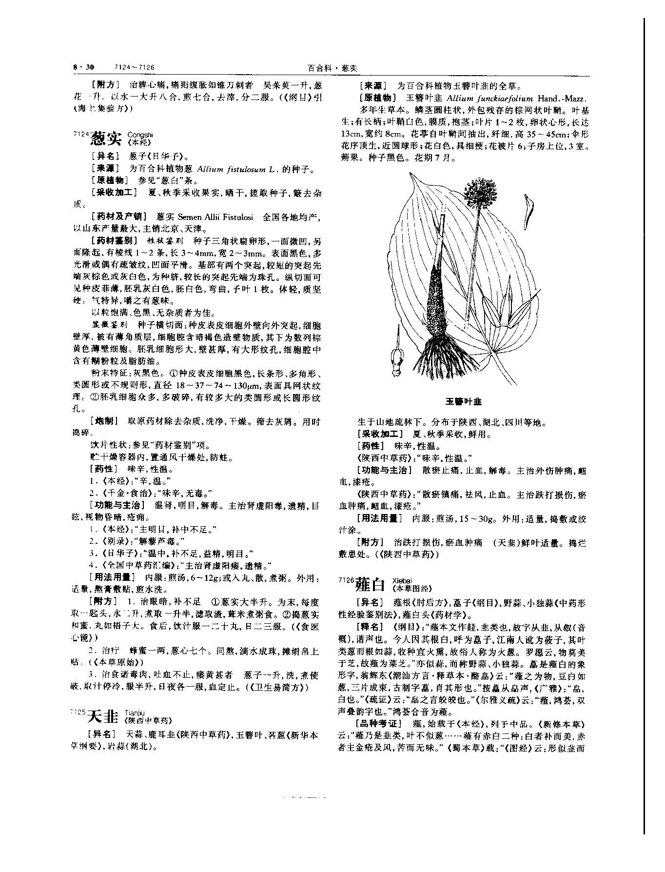 薤白 现代-《中华本草》 资料图