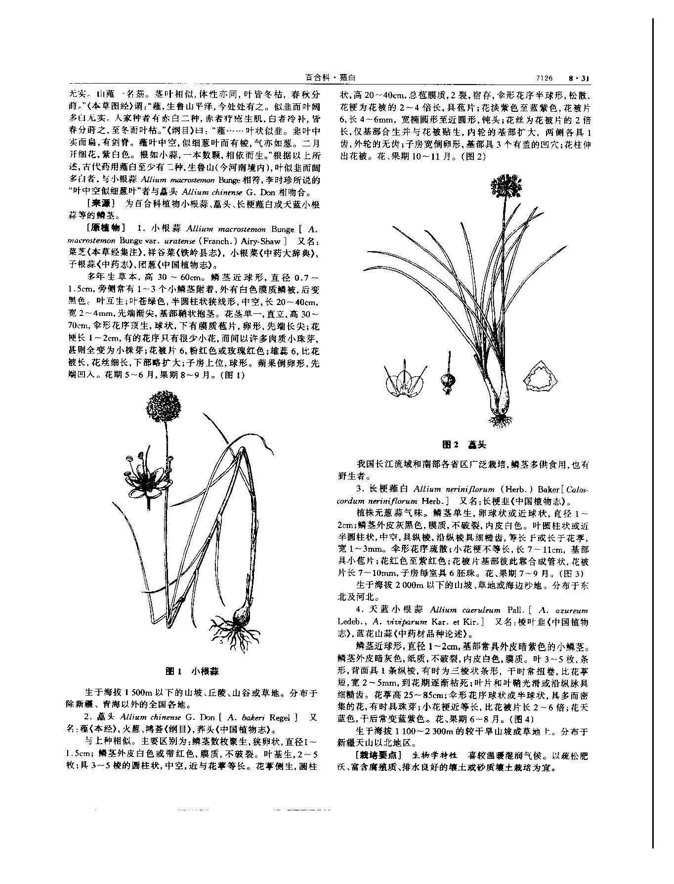 薤白 现代-《中华本草》 资料图