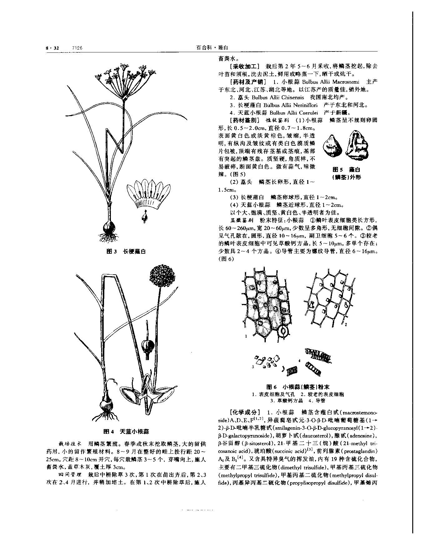 薤白 现代-《中华本草》 资料图