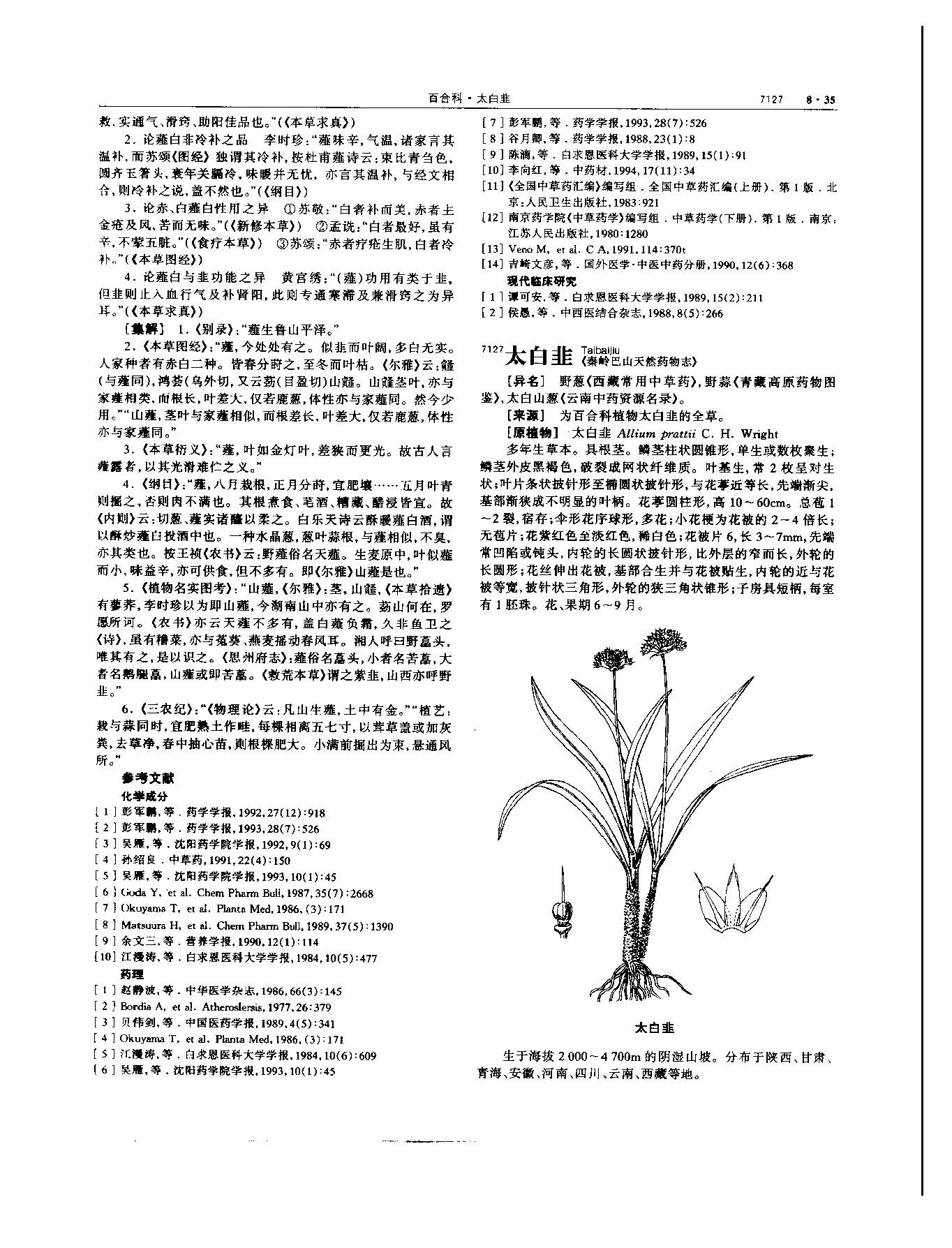 薤白 现代-《中华本草》 资料图