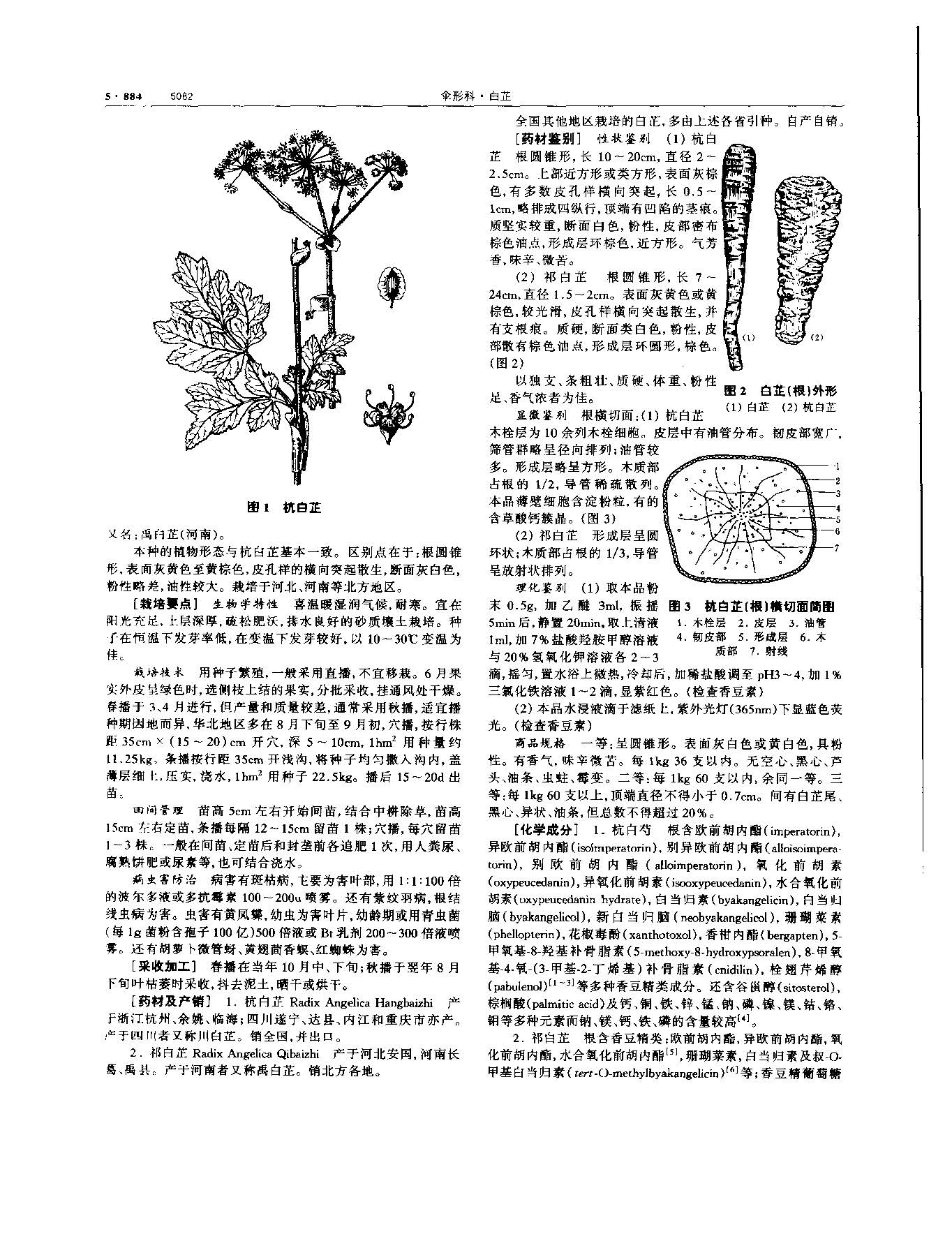 白芷 现代-《中华本草》 资料图