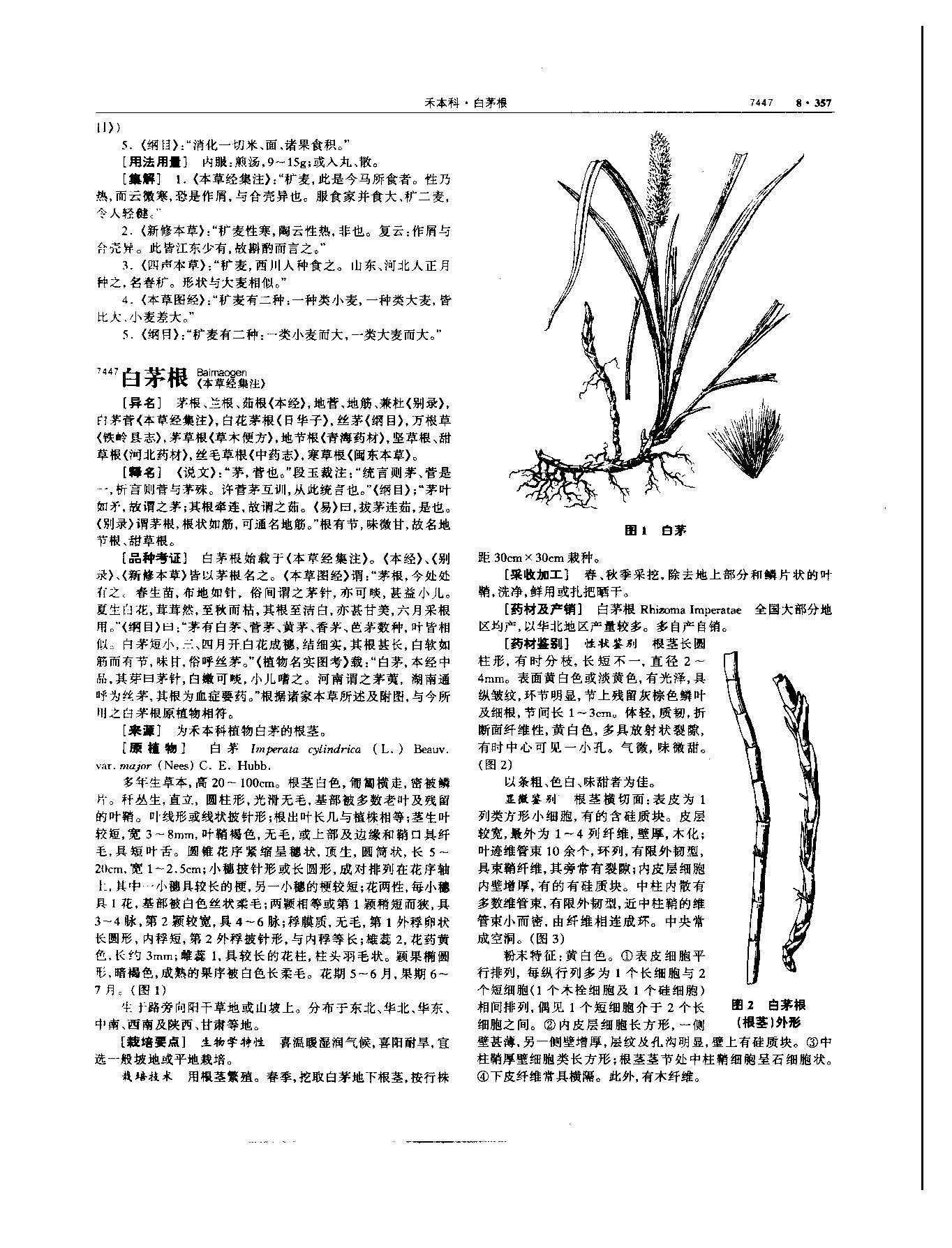 白茅根 现代-《中华本草》 资料图