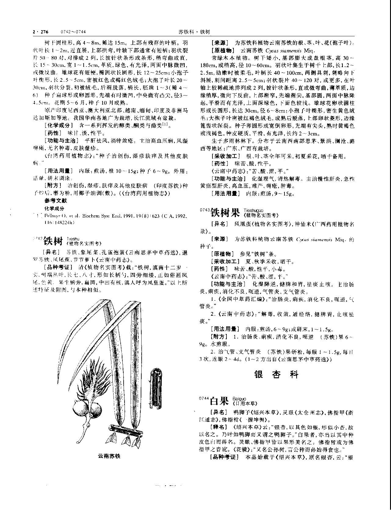 白果 现代-《中华本草》 资料图